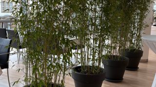 Dekoratives Arrangement mit roséfarbenen Rosen und Zweigen in Vasen, präsentiert im Innenraum eines Büros.